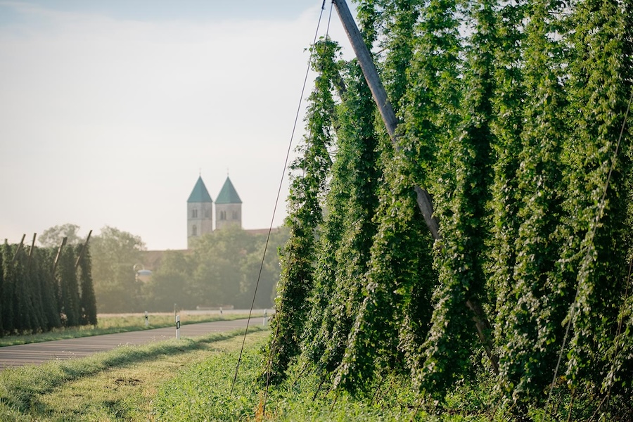 [Translate to German:] hop field hallertau