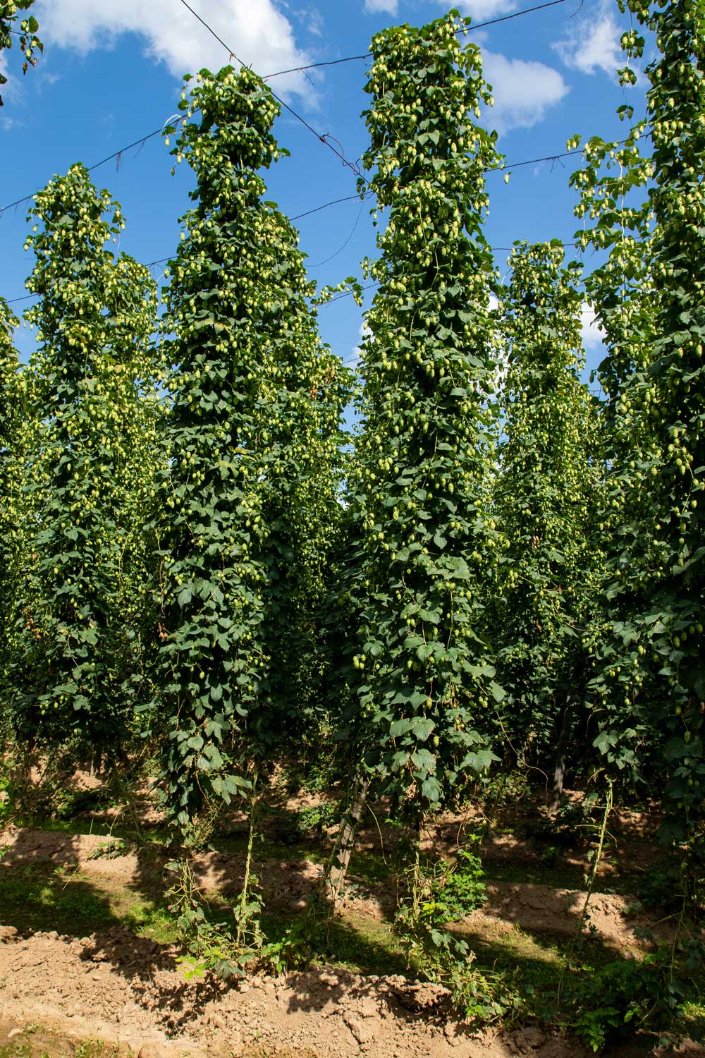 [Translate to German:] Hops Spain