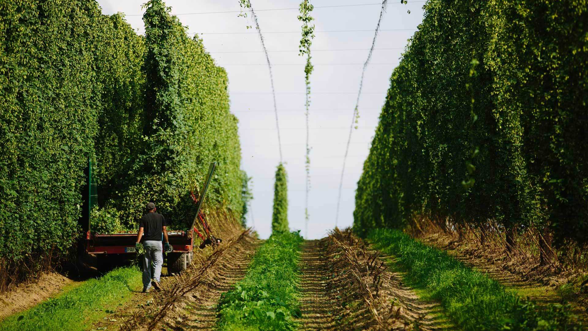 [Translate to German:] man harvests hops 