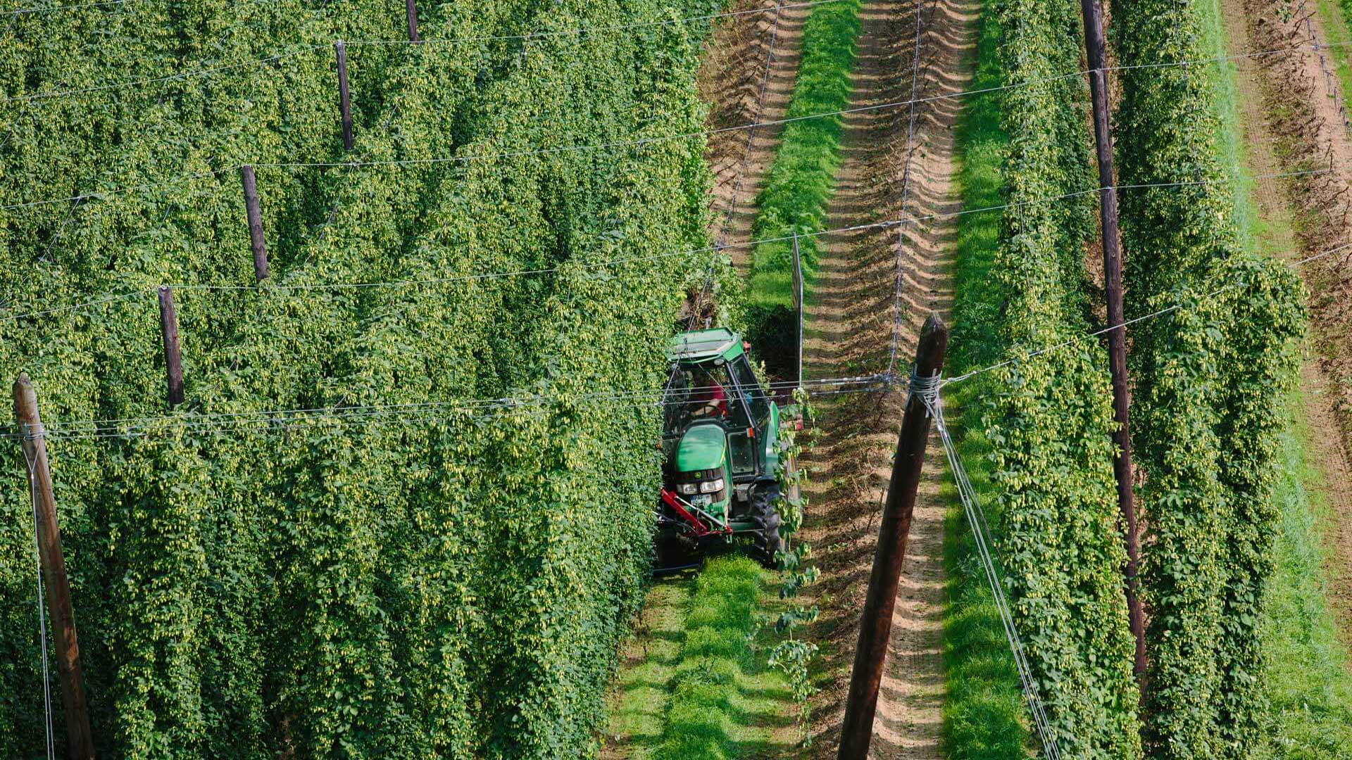 [Translate to German:] hop field with harvesting vehicle