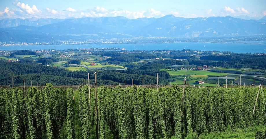 [Translate to German:] hop field tettnang