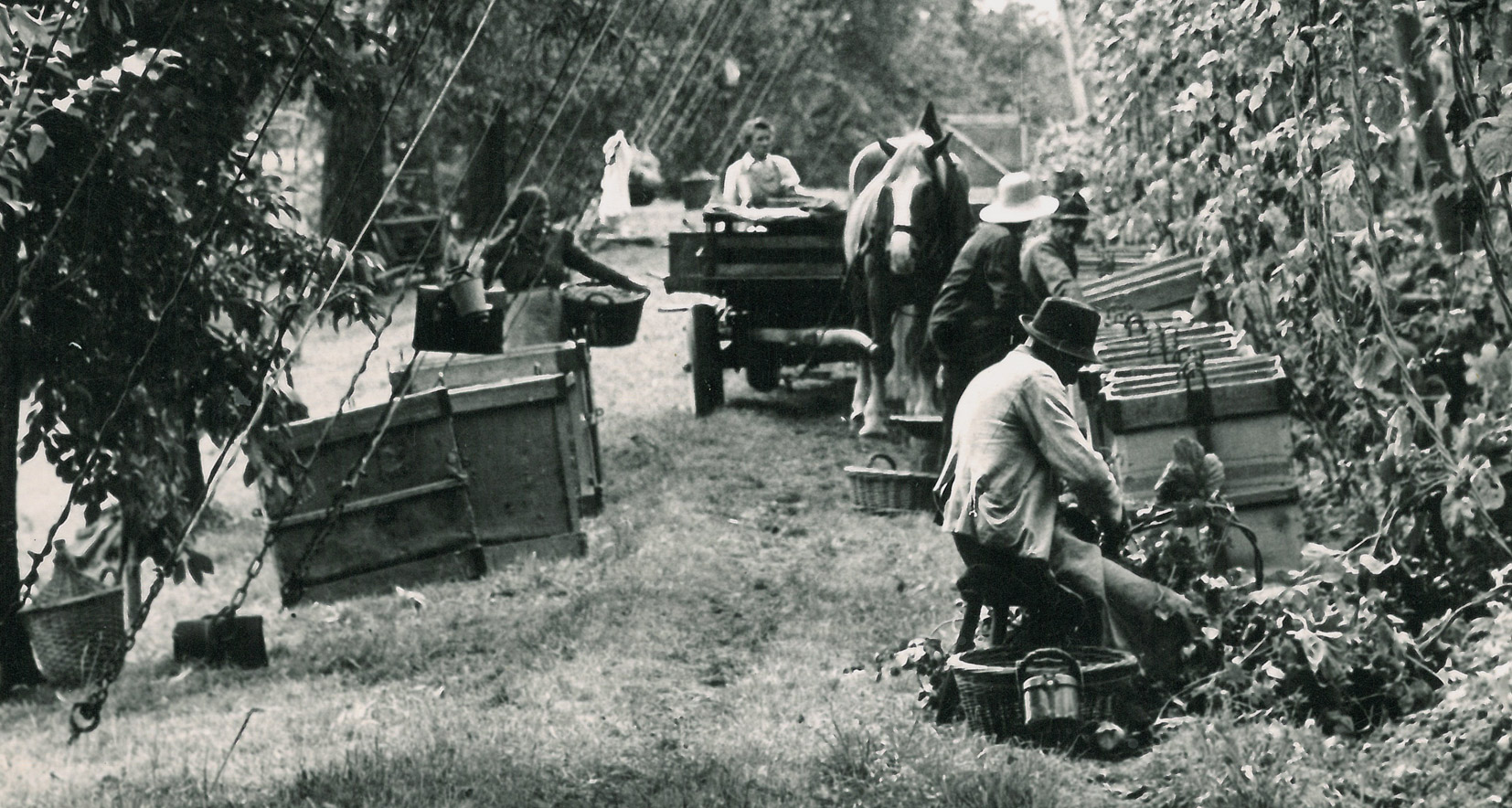 black and white photo people harvesting hops