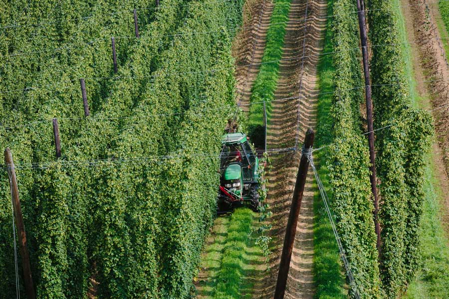 Harvest in hop fields