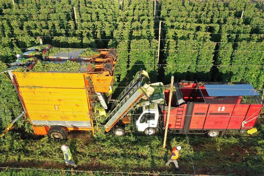 hop harvest